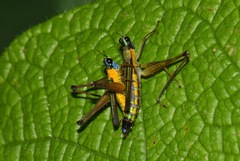 Eumastax