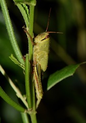 Schistocerca pallens
