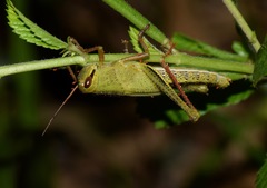Schistocerca pallens