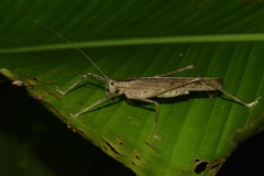 Teleutias