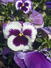 Viola × wittrockiana