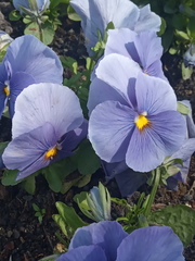 Viola × wittrockiana
