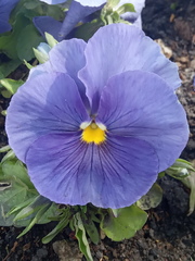 Viola × wittrockiana