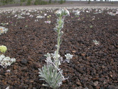 Oreocarya spiculifera