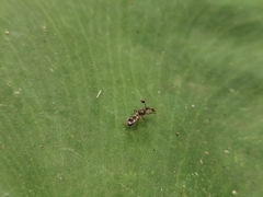 Teleopsis quadriguttata