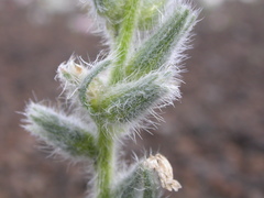 Oreocarya spiculifera