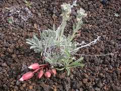 Oreocarya spiculifera
