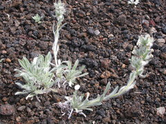 Oreocarya spiculifera