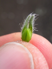 Oreocarya spiculifera