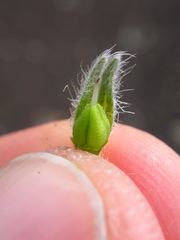 Oreocarya spiculifera