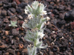 Oreocarya spiculifera