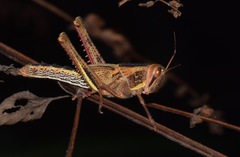 Schistocerca pallens