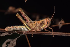 Schistocerca pallens