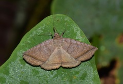 Celiptera grisescens
