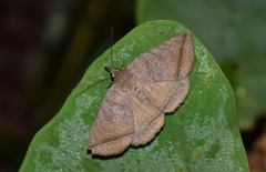 Celiptera grisescens