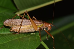 Schedocentrus