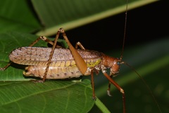 Schedocentrus