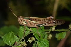 Schistocerca pallens