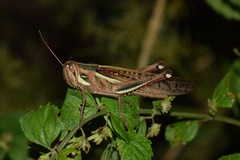 Schistocerca pallens