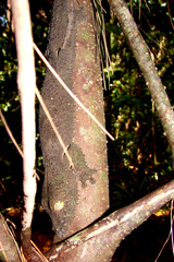 Uroplatus