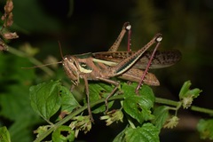 Schistocerca pallens