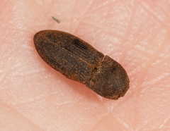 Agrypnus rectangularis