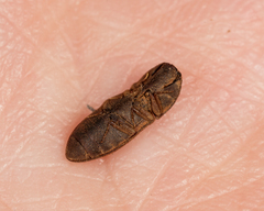 Agrypnus rectangularis