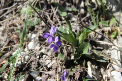 Viola ambigua