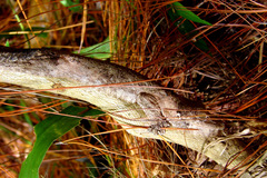 Uroplatus