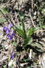 Viola ambigua