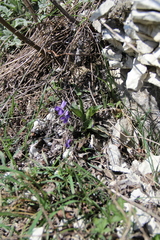 Viola ambigua