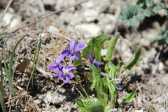 Viola ambigua