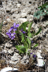 Viola ambigua