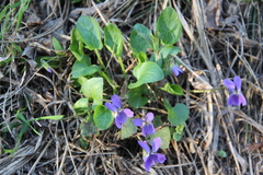 Viola ambigua