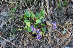 Viola ambigua