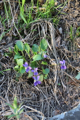 Viola ambigua