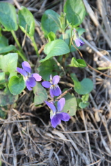 Viola ambigua