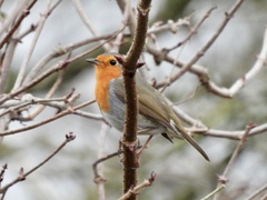 Erithacus rubecula
