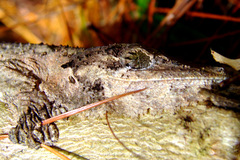 Uroplatus