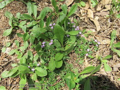 Glandularia teucriifolia