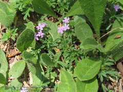 Glandularia teucriifolia