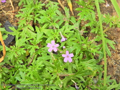 Glandularia teucriifolia