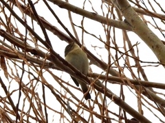 Phylloscopus collybita