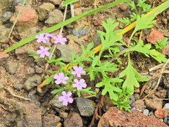 Glandularia teucriifolia
