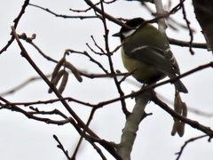 Parus major major