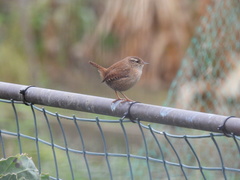 Troglodytes troglodytes