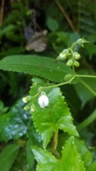 Klaprothia mentzelioides