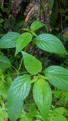 Klaprothia mentzelioides