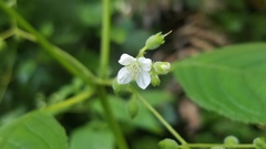 Klaprothia mentzelioides