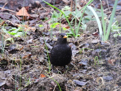 Turdus merula